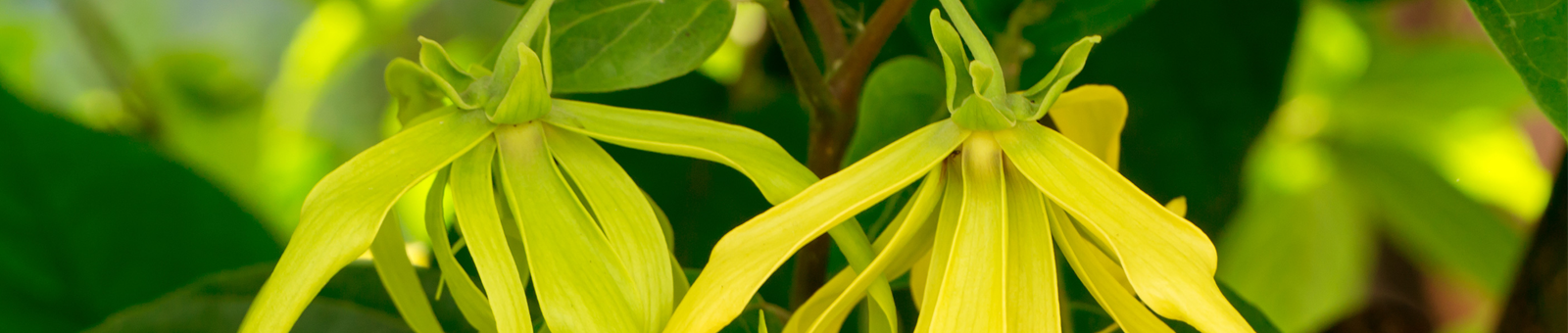 Ylang Ylang Essential oil